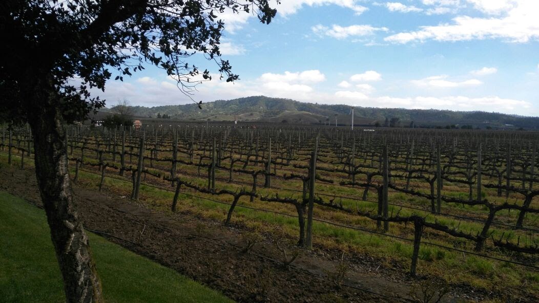 Viña Casas del Bosque